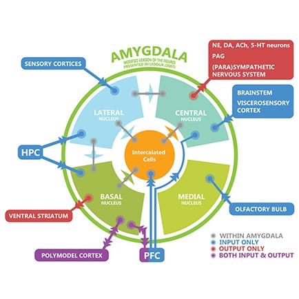 Amygdala Infographic